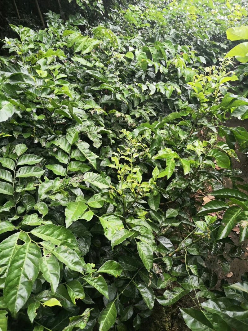 黄皮果苗黑黄皮果苗鸡心黄皮苗