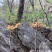 干香椿芽2020年新货产地直批