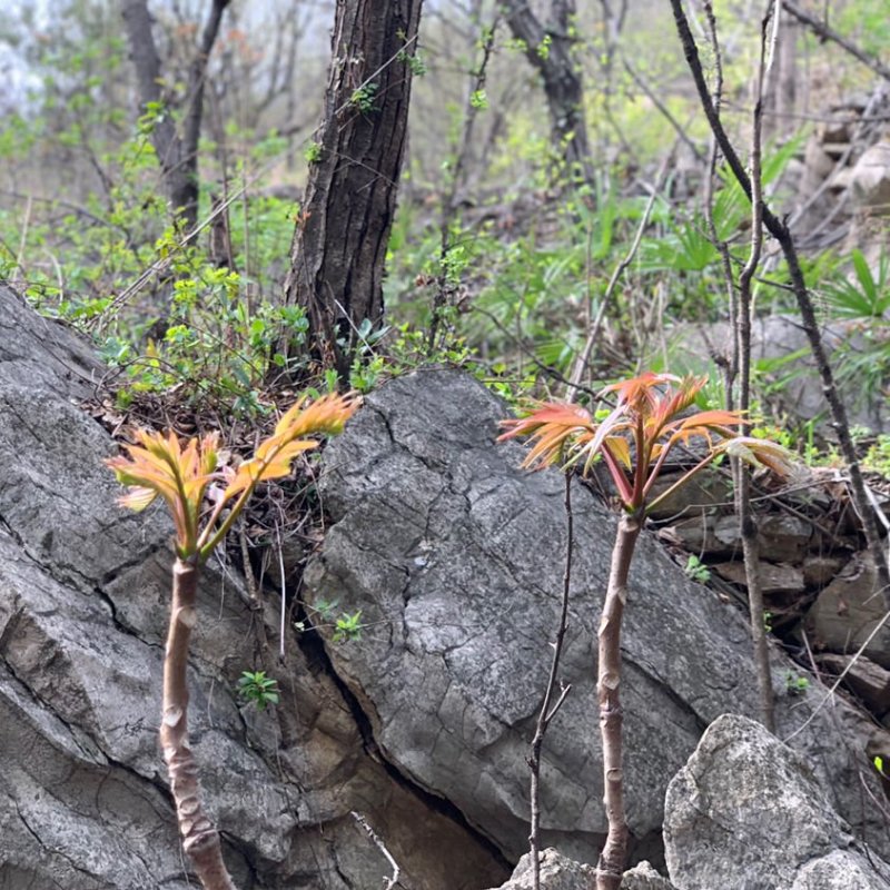 干香椿芽2020年新货产地直批