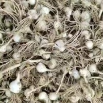 小根蒜马上上市了有需要的联系