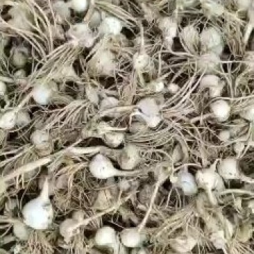 小根蒜马上上市了有需要的联系