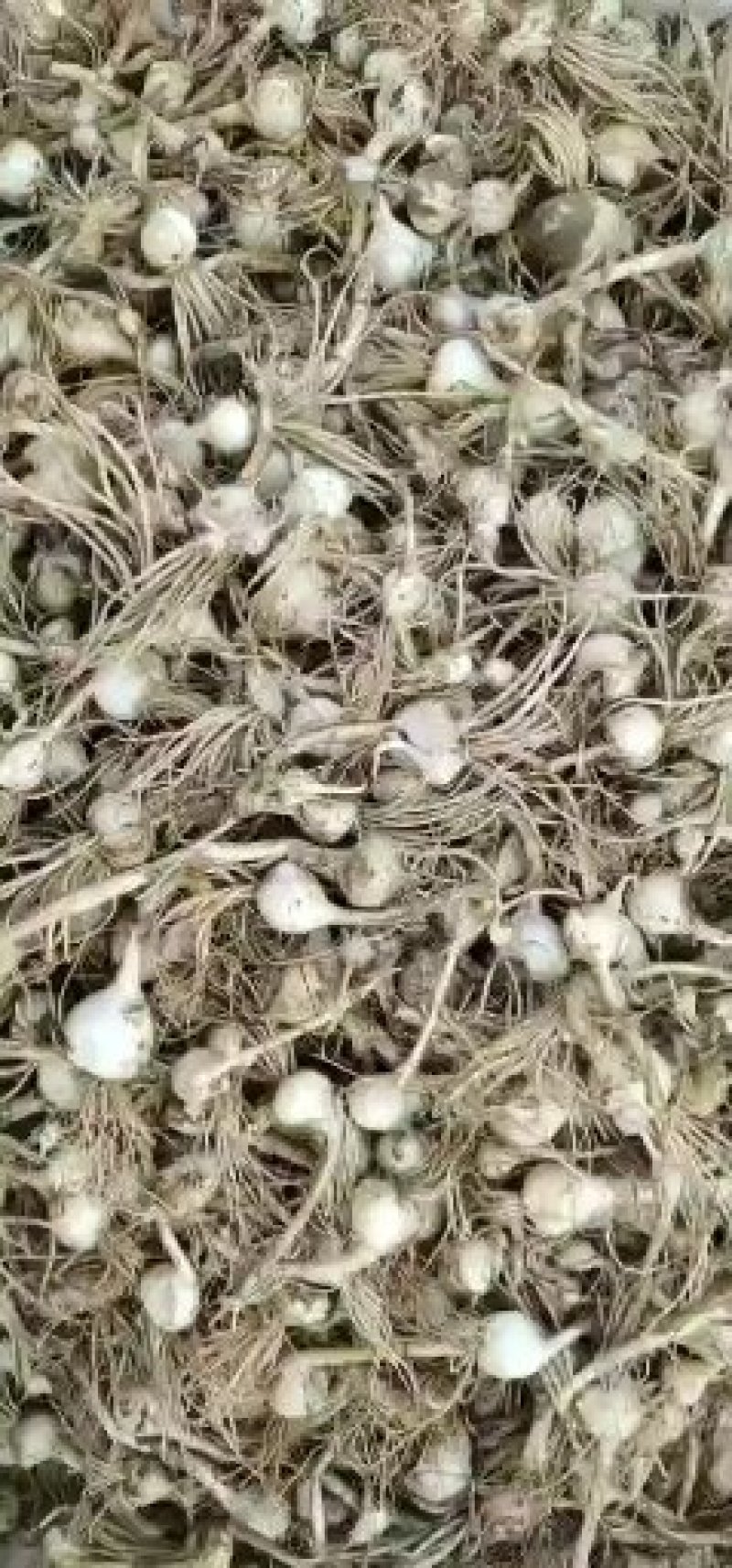 小根蒜马上上市了有需要的联系