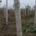 四川眉山大量出售葡萄水泥柱
