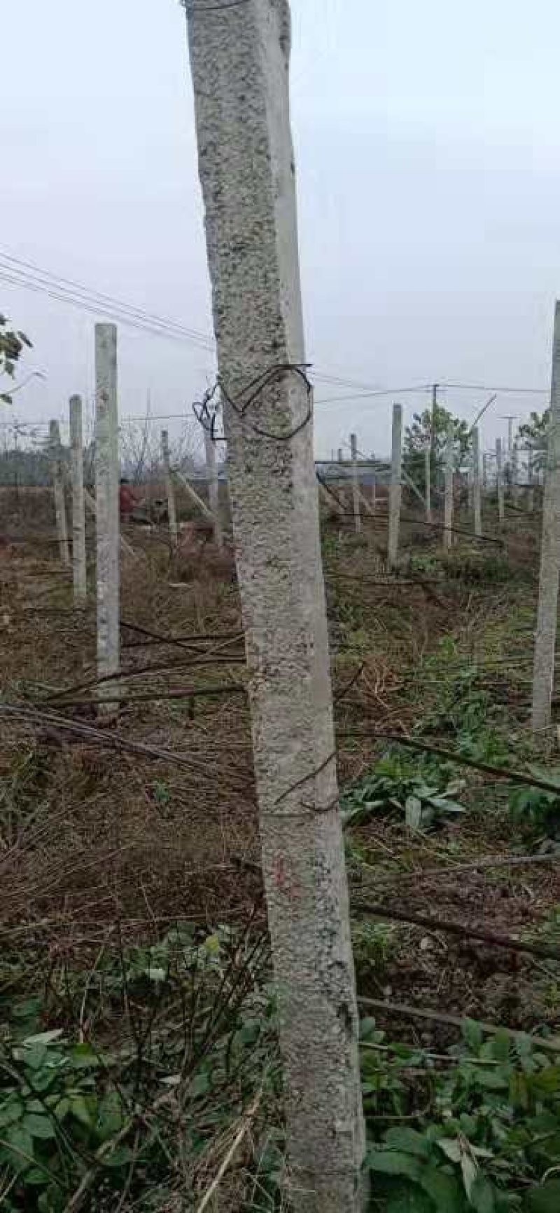 四川眉山大量出售葡萄水泥柱