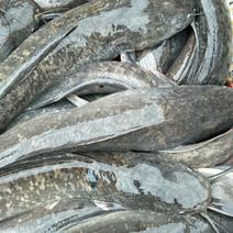 大量批发成品埃及塘角鱼1-5斤规格，需要的
