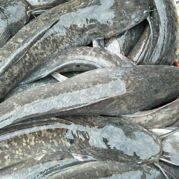 大量批发成品埃及塘角鱼1-5斤规格，需要的联系
