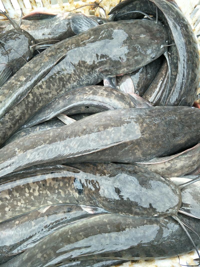 大量批发成品埃及塘角鱼1-5斤规格，需要的联系