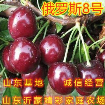 俄罗斯8号樱桃苗大樱桃树苗南北方种植盆栽地栽樱桃苗