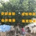 俄罗斯8号樱桃苗大樱桃树苗南北方种植盆栽地栽樱桃苗