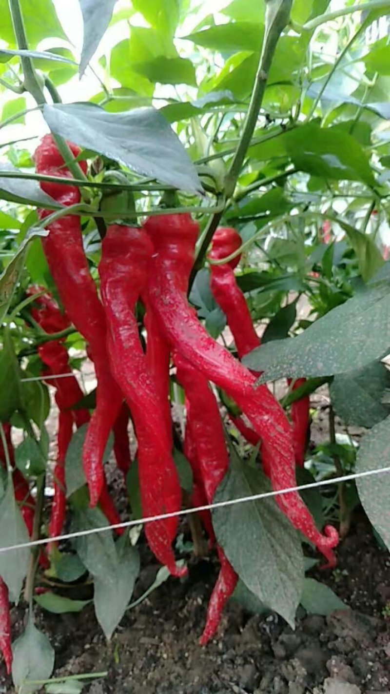 螺丝椒