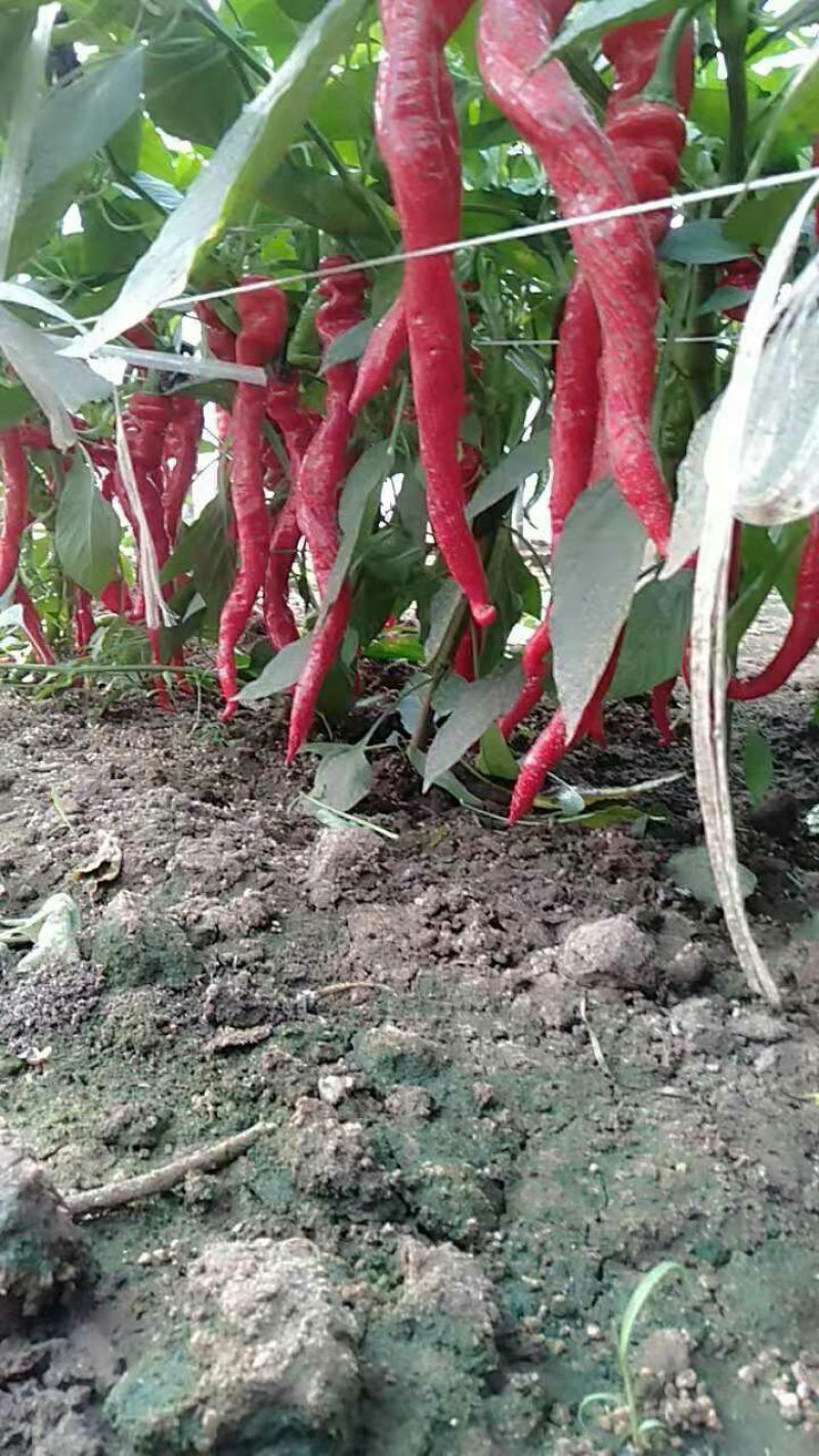 螺丝椒