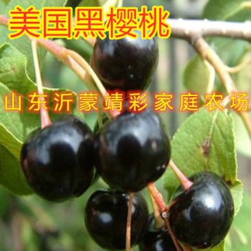 美国黑樱桃苗嫁接大樱桃树苗包品种包结果大樱桃树苗