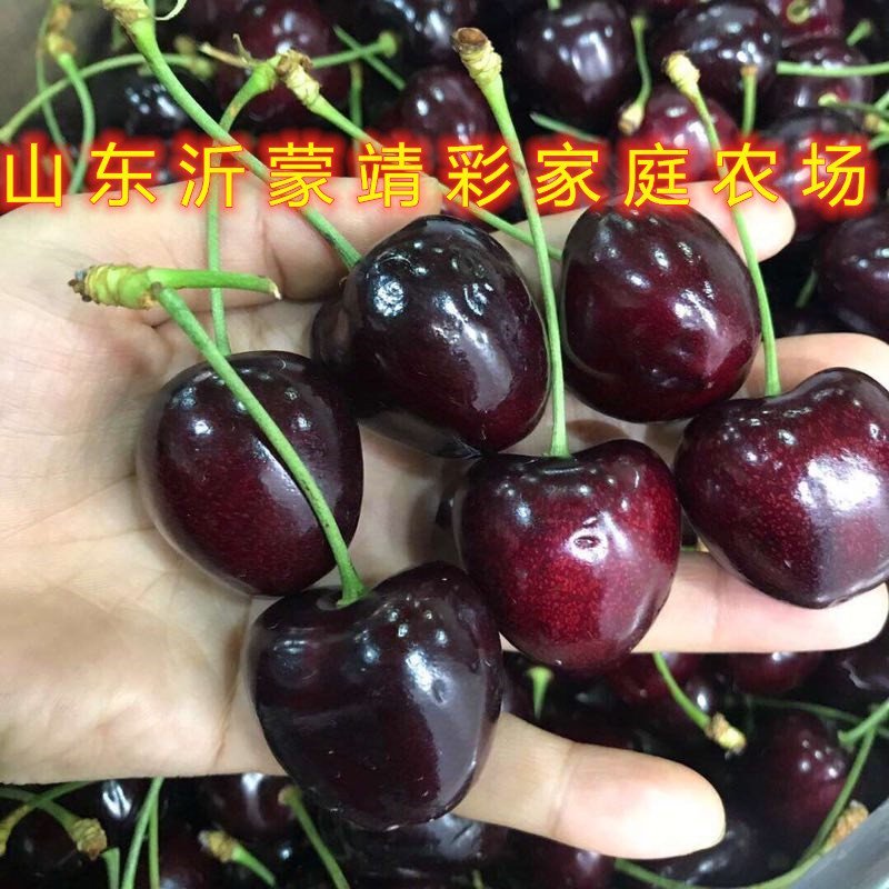 美早大樱桃苗嫁接樱桃树苗南北方种植樱桃苗樱桃树苗