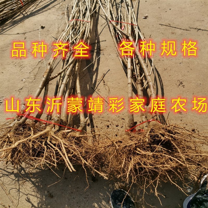 美早大樱桃苗嫁接樱桃树苗南北方种植樱桃苗樱桃树苗