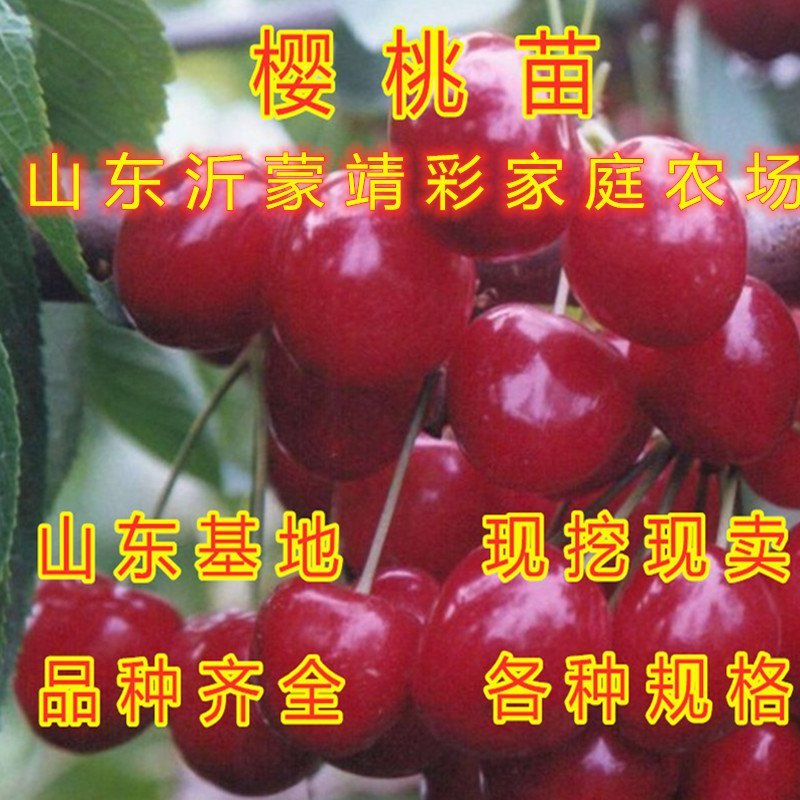 美早大樱桃苗嫁接樱桃树苗南北方种植樱桃苗樱桃树苗