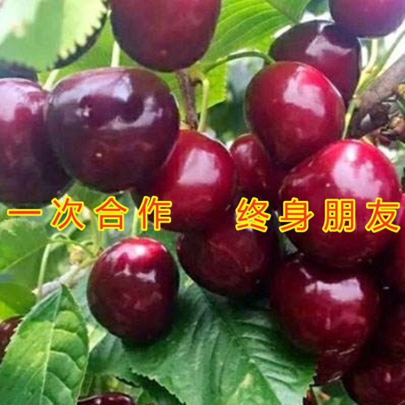 美早大樱桃苗嫁接樱桃树苗南北方种植樱桃苗樱桃树苗