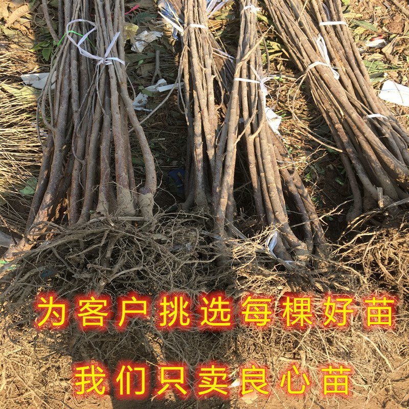 美早大樱桃苗嫁接樱桃树苗南北方种植樱桃苗樱桃树苗