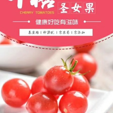 千禧小番茄