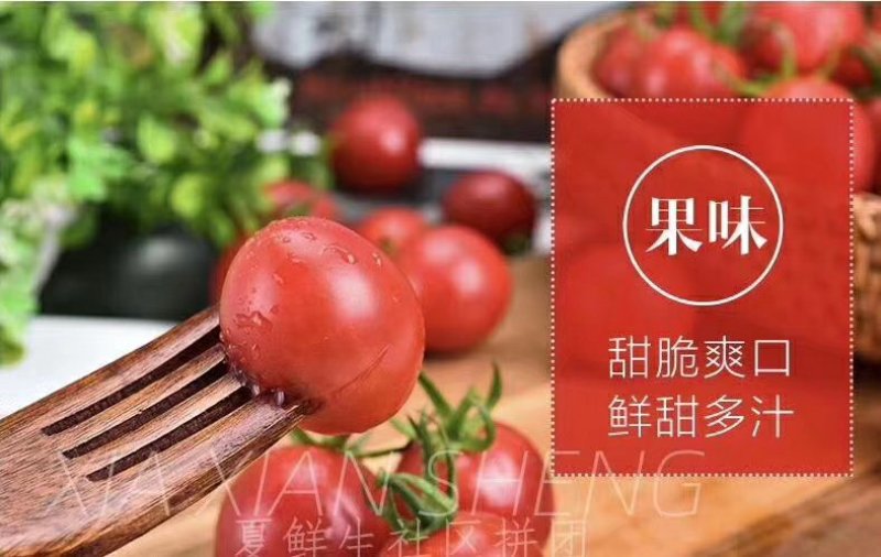千禧小番茄