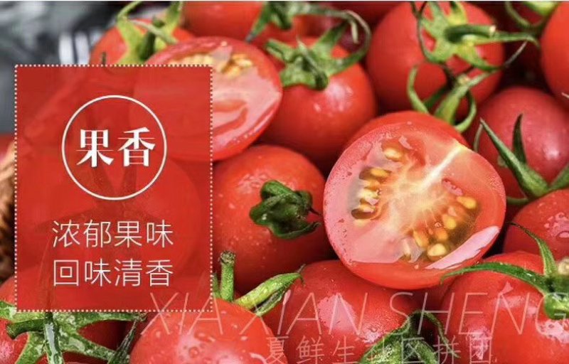 千禧小番茄