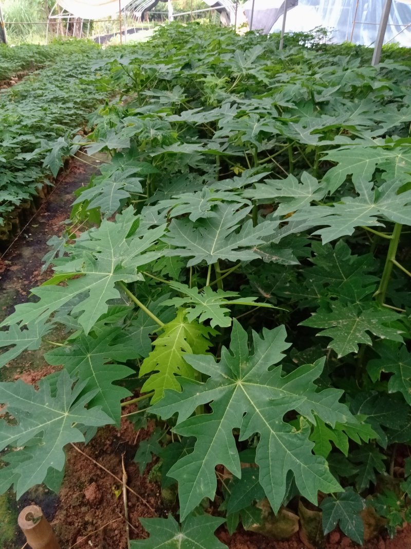 四季结果木苗红肉水果木瓜苗矮化大果木瓜苗当年结果带土包邮