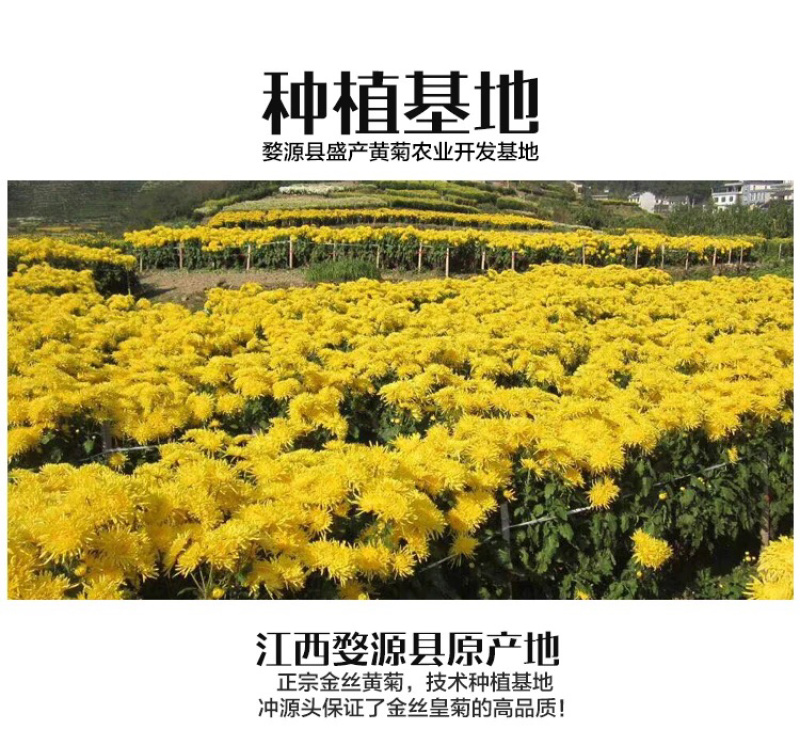 茶溪绿谷晓起皇菊一朵一杯明目清火全国包邮