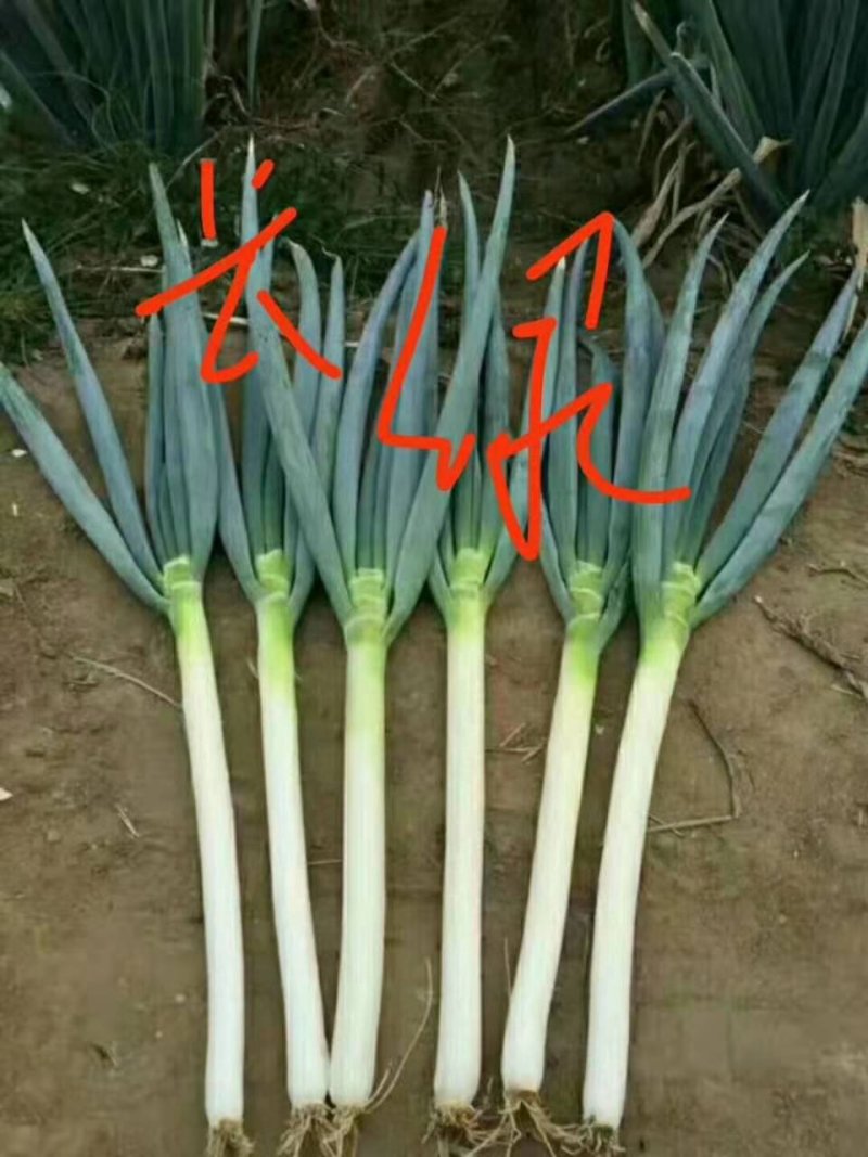 山东长白铁杆大葱白长根细粗细均匀欢迎新老朋友