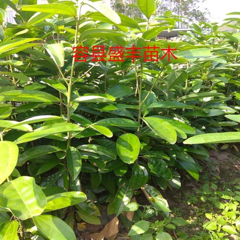 肉桂树苗桂皮树苗食用香料还可药用三年大苗广西产地发货