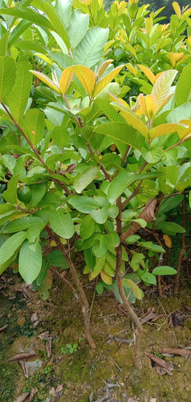 番石榴苗四季珍珠番石榴苗白心芭乐带土发货西瓜芭乐苗