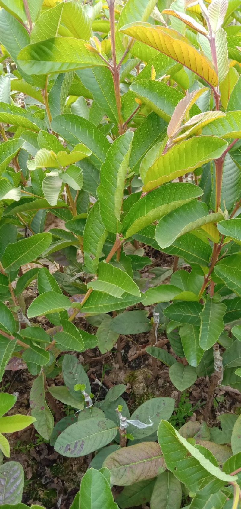 番石榴苗四季珍珠番石榴苗白心芭乐带土发货西瓜芭乐苗