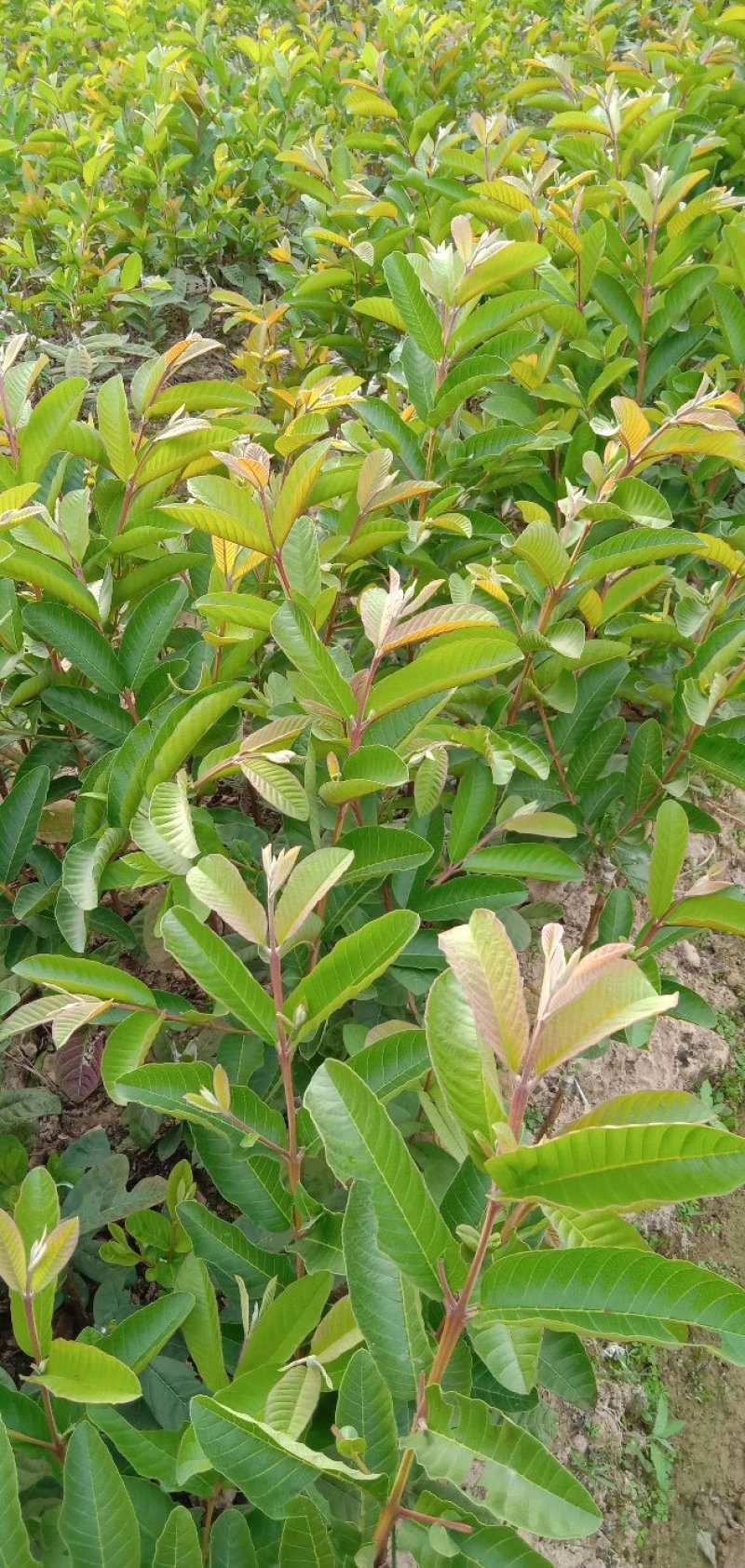 番石榴苗四季珍珠番石榴苗白心芭乐带土发货西瓜芭乐苗