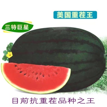 【美国重茬王】高产抗病大西瓜种子巨型懒汉免整枝墨绿皮高抗