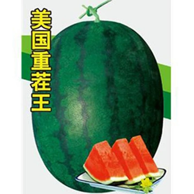 【美国重茬王】高产抗病大西瓜种子巨型懒汉免整枝墨绿皮高抗