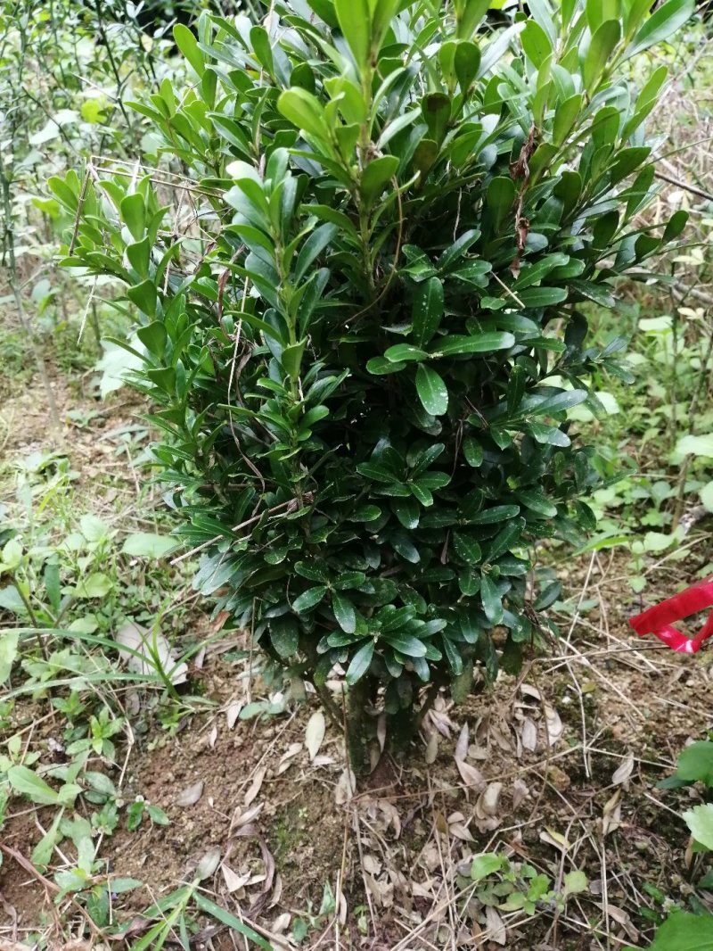 小黄杨树苗绿化树苗适合盆栽