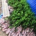 纽荷尔脐橙苗红江橙苗(廉江橙)基地现在品种纯