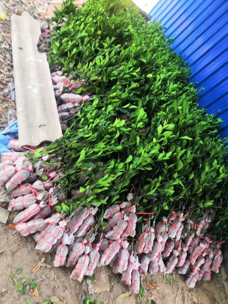 纽荷尔脐橙苗红江橙苗(廉江橙)基地现在品种纯