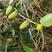 野生单叶石橄榄,石仙桃中药材品质优良