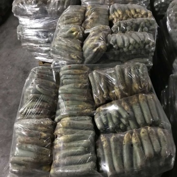 紫美冰激凌，水果萝卜，凤梨萝卜新鲜上市，低价供应！