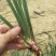 野生石菖蒲水菖蒲苗大量出销【坏苗补发】