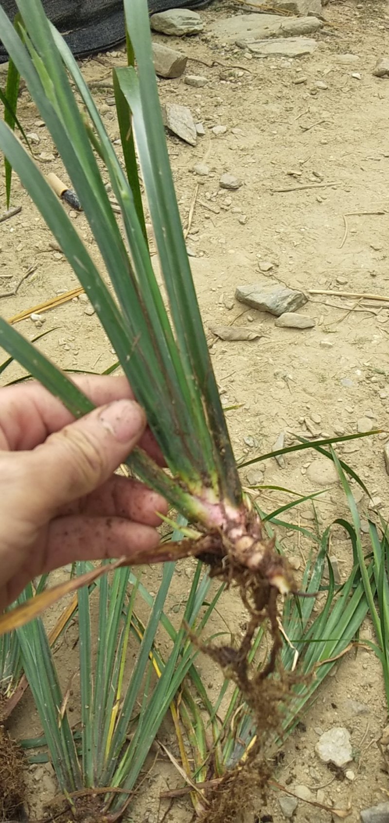 野生石菖蒲水菖蒲苗大量出销【坏苗补发】