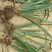 野生石菖蒲水菖蒲苗大量出销【坏苗补发】