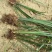 野生石菖蒲水菖蒲苗大量出销【坏苗补发】