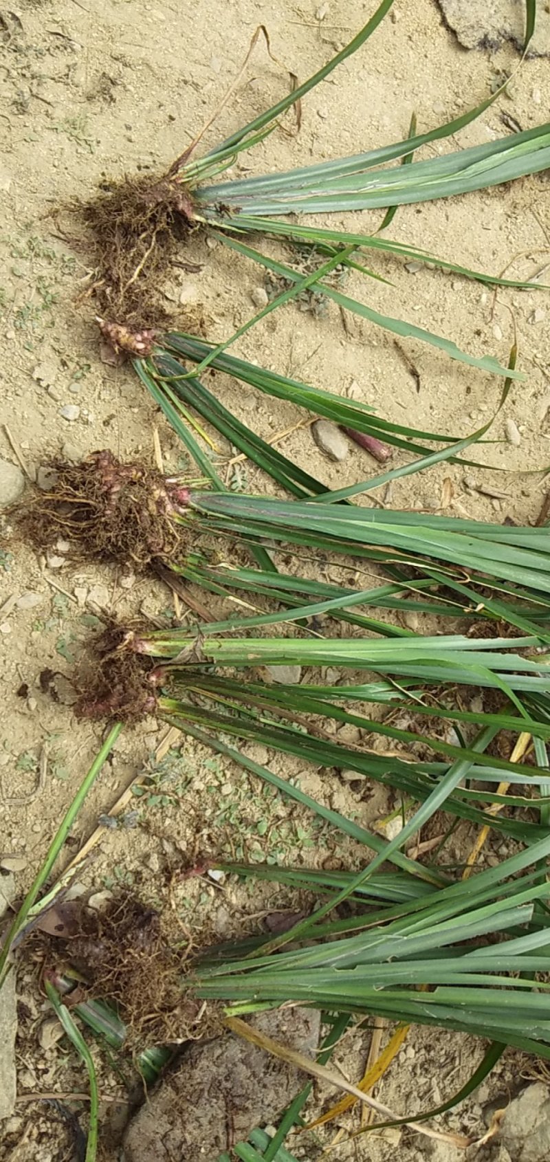 野生石菖蒲水菖蒲苗大量出销【坏苗补发】
