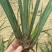 野生石菖蒲水菖蒲苗大量出销【坏苗补发】