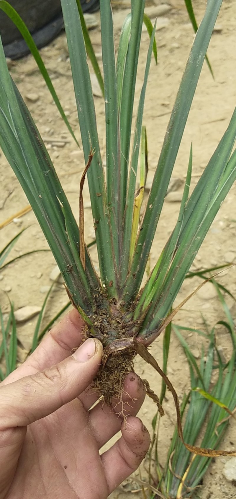 野生石菖蒲水菖蒲苗大量出销【坏苗补发】