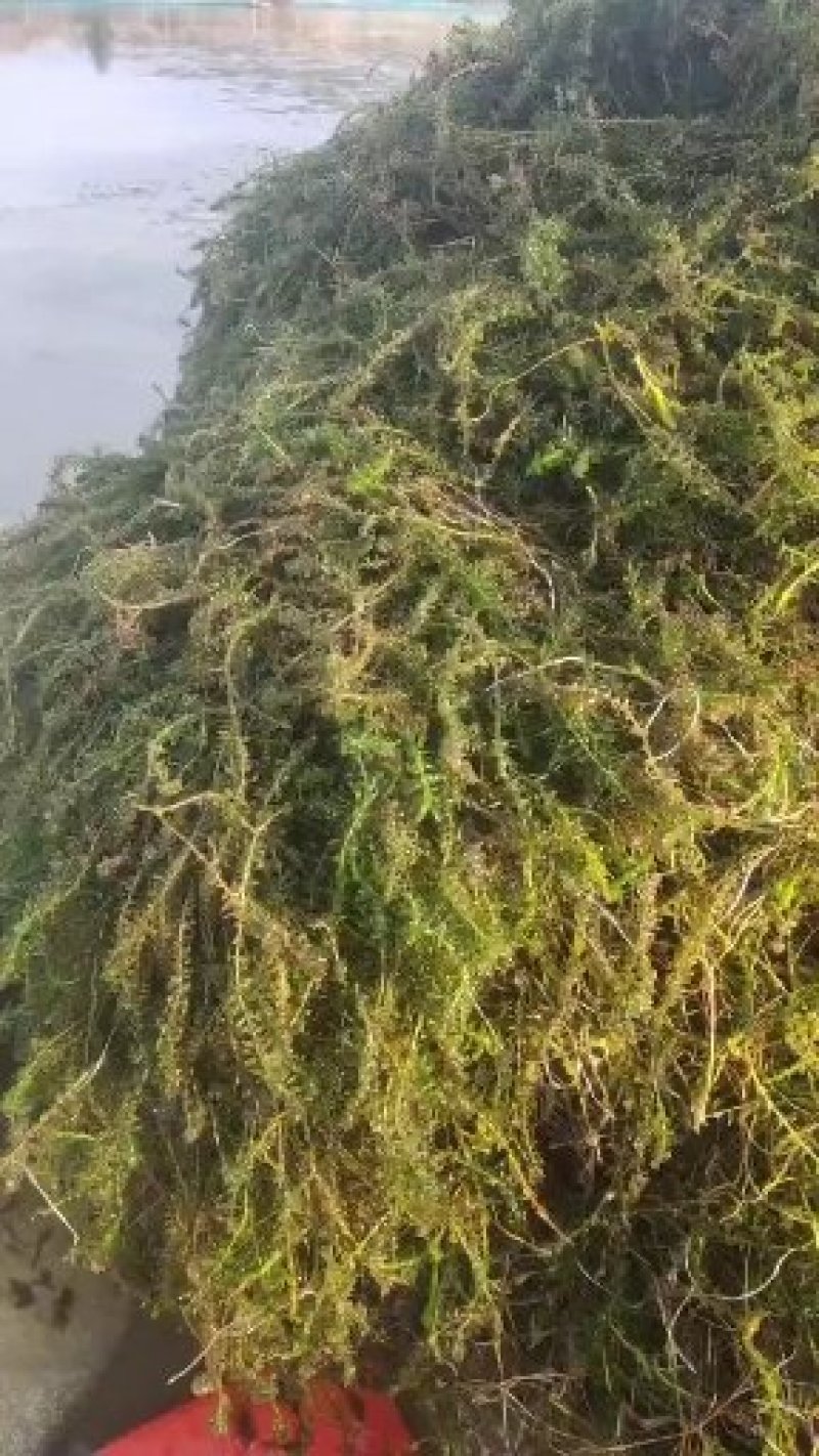 伊乐藻，吃不败，小龙虾螃蟹养殖专用水草，易成活