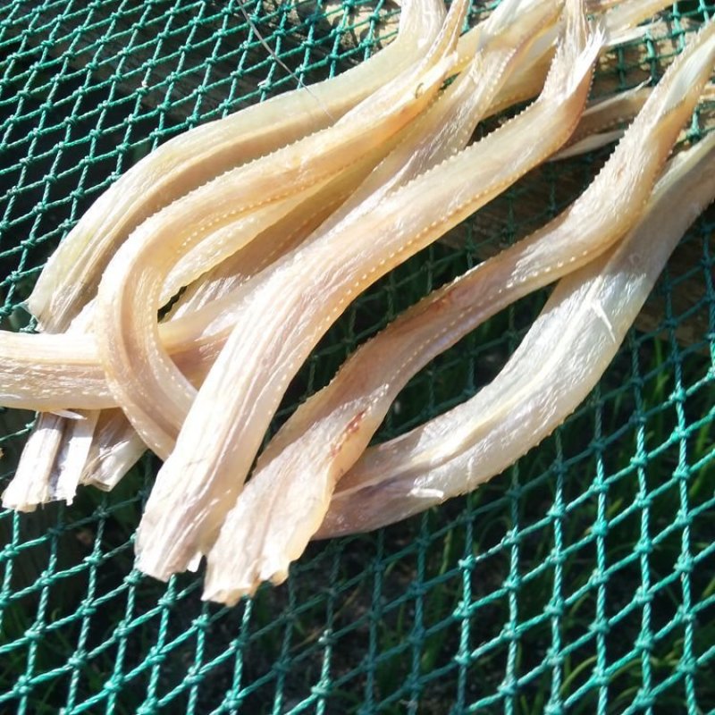 北海小柴鱼新鲜干鱼一件代发