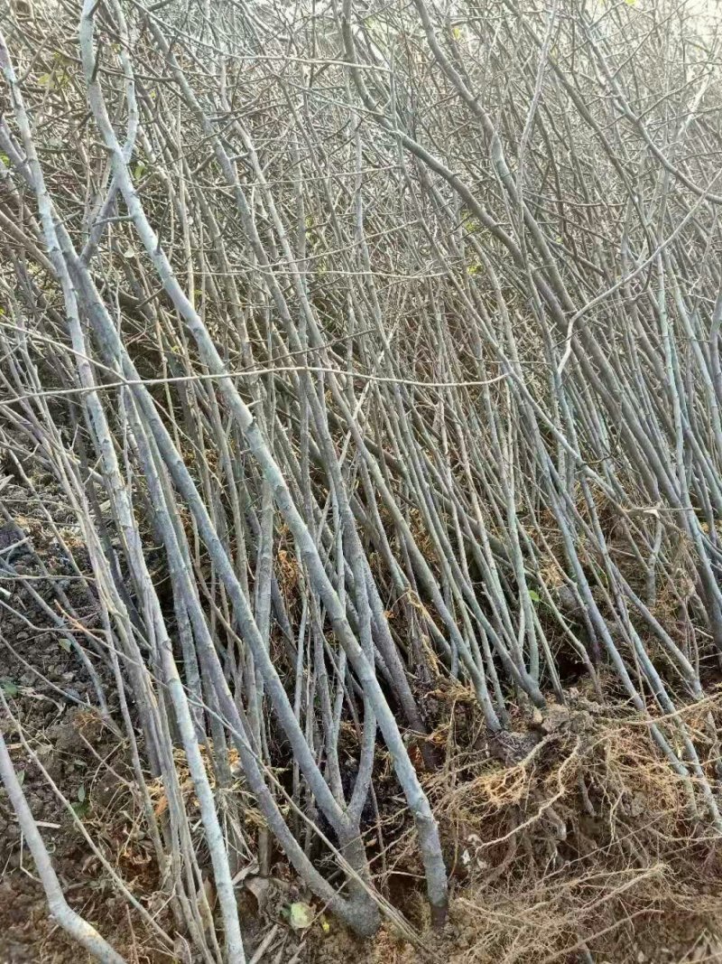 皱皮木瓜树苗，临沂真木瓜树苗怕，2公分以上的木瓜树苗，
