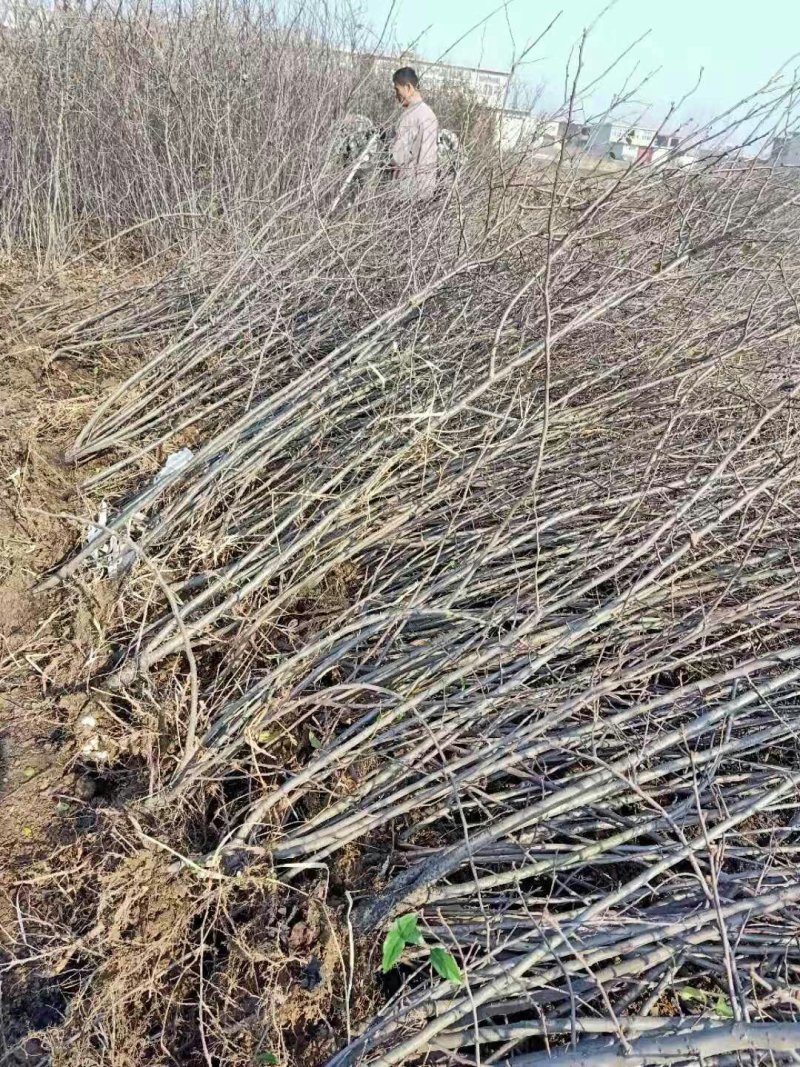 皱皮木瓜树苗，临沂真木瓜树苗怕，2公分以上的木瓜树苗，