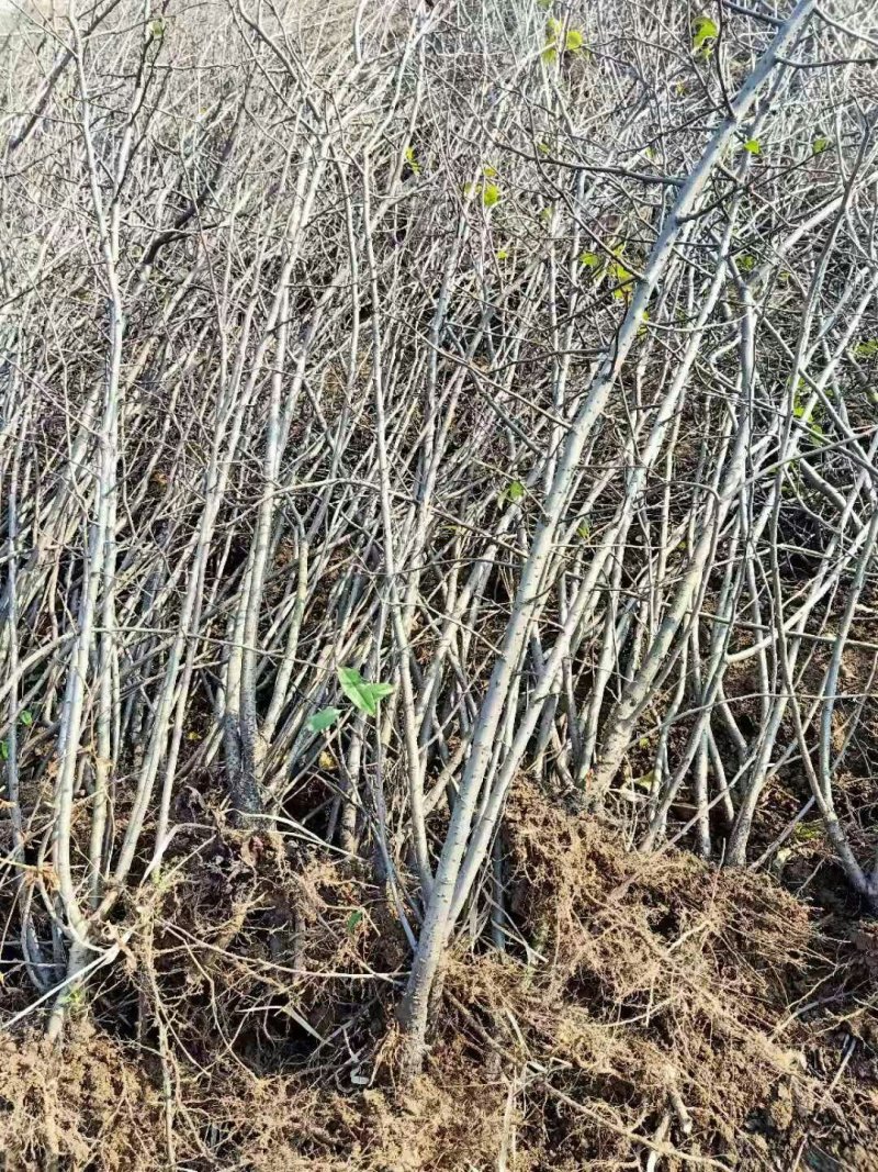 皱皮木瓜树苗，临沂真木瓜树苗怕，2公分以上的木瓜树苗，